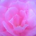 Camelia Sharp Photo 6