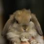 Carrie Howell Photo 29