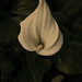 Lily Martinez Photo 12