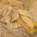 Anne Frye Photo 14