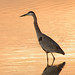 Dawn Beamer Photo 10