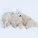 Christopher Wolf Photo 29