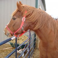 Suzanne Connors Photo 11