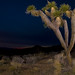 Joshua Miles Photo 11