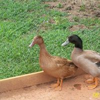 Sandra Wooten Photo 16