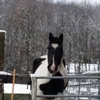 Susan Huber Photo 11