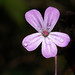 Robert Flowers Photo 6