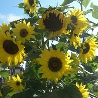 Annette Holbrook Photo 9