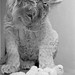 John Bourke Photo 45