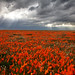 Ray Weber Photo 24