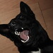Amber Shepard Photo 21
