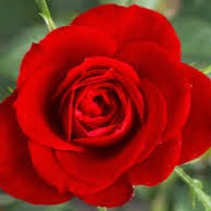 Rosa Salinas Photo 8