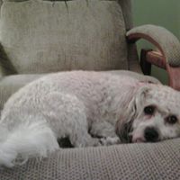 Renee Lutz Photo 12