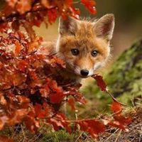 Lori Sharpe Photo 19