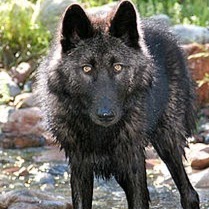 Jake Wolfe Photo 11