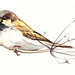 Jennifer Sparrow Photo 16