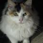 Carol Gauthier Photo 21