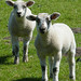 John Lamb Photo 42