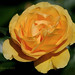 Julia Rose Photo 16