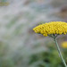 Ann Michels Photo 13