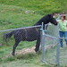 Helen Link Photo 17