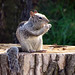 Terry Scurry Photo 1