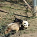 Shang Mei Photo 17
