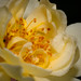 Janis Rose Photo 9