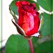 Mark O'Hagan Photo 7