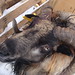 Sue Horn Photo 20