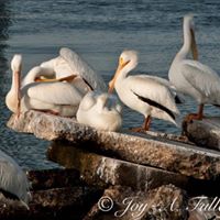 Joy Fuller Photo 27