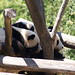 Fu Yang Photo 3