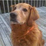 Cindy Gaudet Photo 5