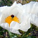 Kala White Photo 19