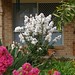 Myrtle Bush Photo 2