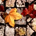 Joseph Cole Photo 13
