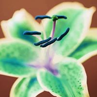 Lisa Curnow Photo 8
