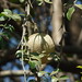 Ping Guo Photo 15