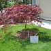 Roberta Plant Photo 7
