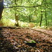 Diane Forest Photo 14