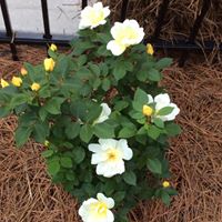 Cathy Robbins Photo 37