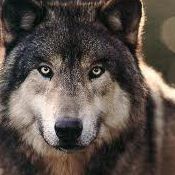 Kenny Wolfe Photo 10