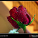 Ronald Valentine Photo 10