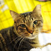 Kelly Seng Photo 10