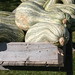 Randy Toledo Photo 15