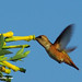 Allen Allred Photo 8