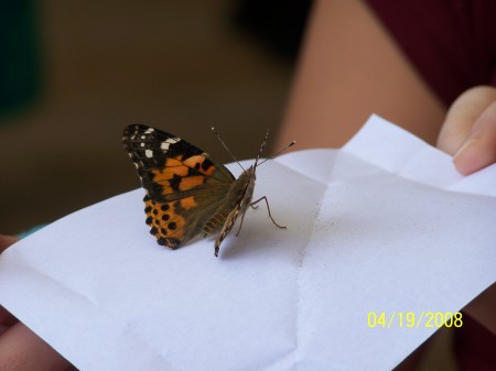 Denise Wood Photo 5