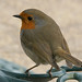 Robin Holt Photo 31