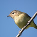William Warble Photo 10
