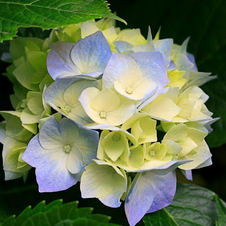 Nguyet Ho Photo 4